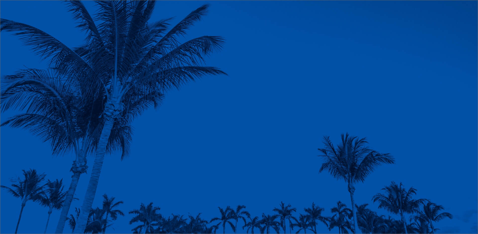Palm trees under the sky with a blue tint overlay